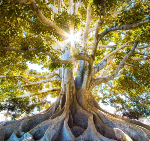 jeremy-bishop-EwKXn5CapA4-unsplash phobias and fears stress anxiety depression ptsd