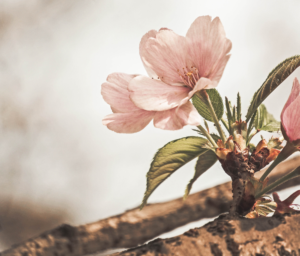 zane-lee-ICbzEJfPfAY-unsplash - Reiki Healing Central Coast GRIEF AND LOSS ANXIETY STRESS PTSD Loneliness Hypnotherapy for Grief