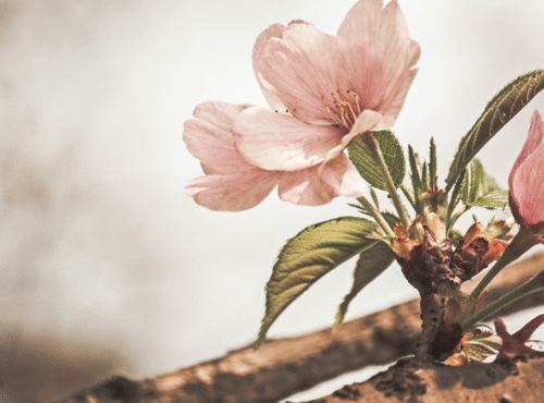 GRIEF AND LOSS ANXIETY STRESS PTSD Loneliness Hypnotherapy for Grief