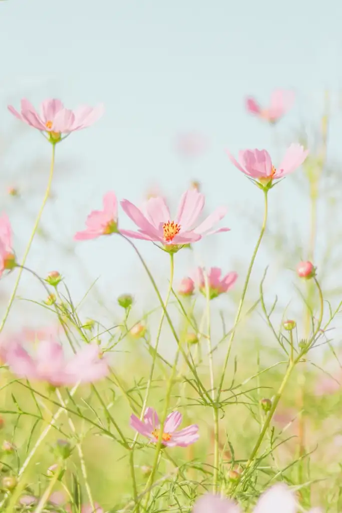 hypnotherapy for phobias and fears central coast
