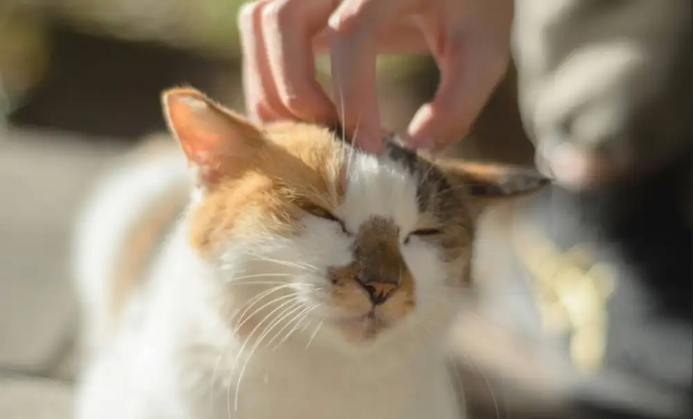 animal-reiki-healing-central-coast