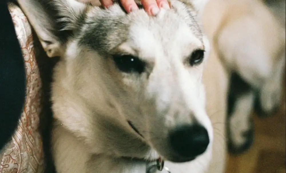 Reiki for animals Umina Beach Central Coast bookings.