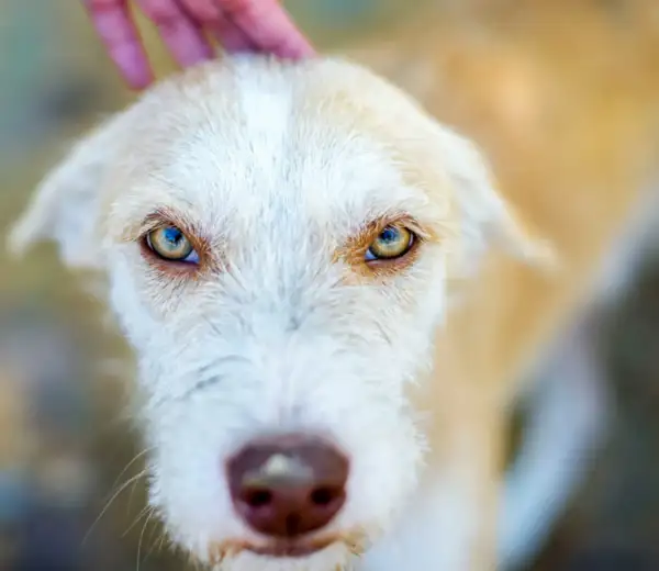 Animal Reiki Central Coast Sessions.